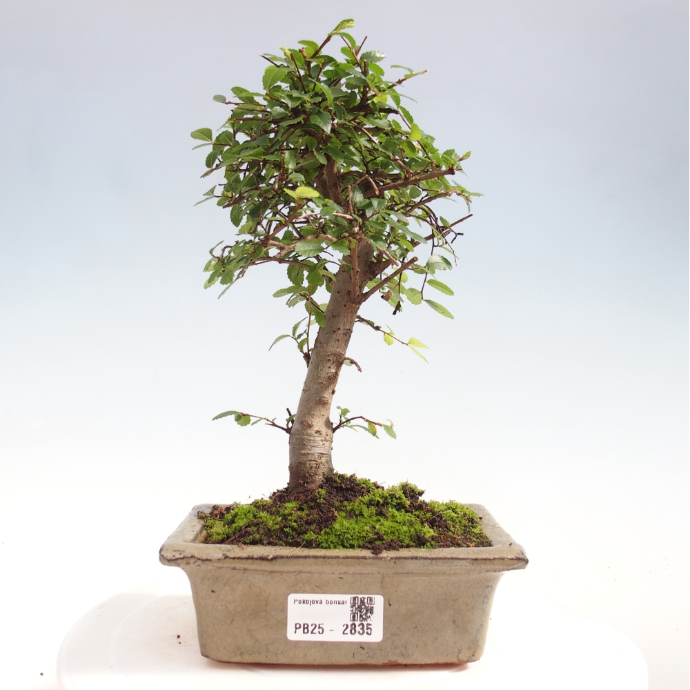 Indoor bonsai - Ulmus parvifolia - Small-leaved elm