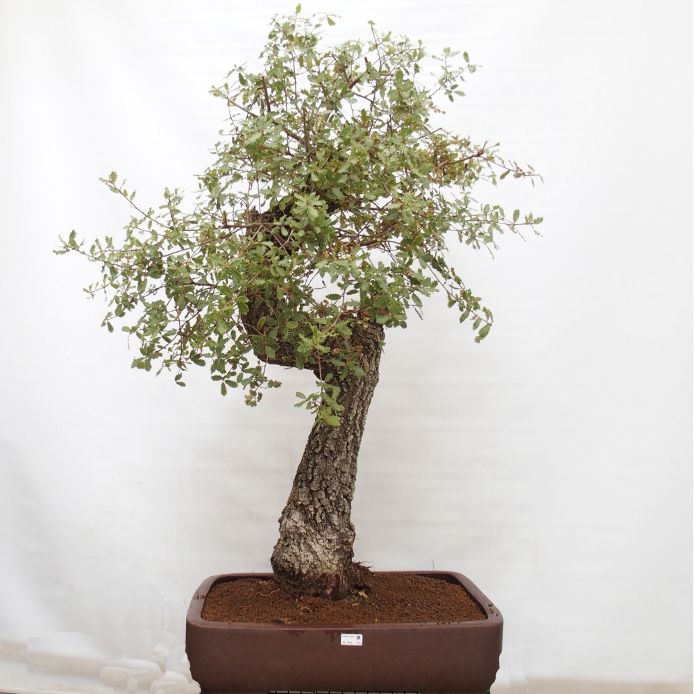 Yamadori - Quercus Ilex - Oak holly