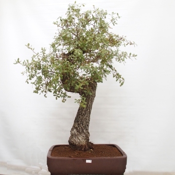 Yamadori - Quercus Ilex - Oak holly - e-bonsai.com