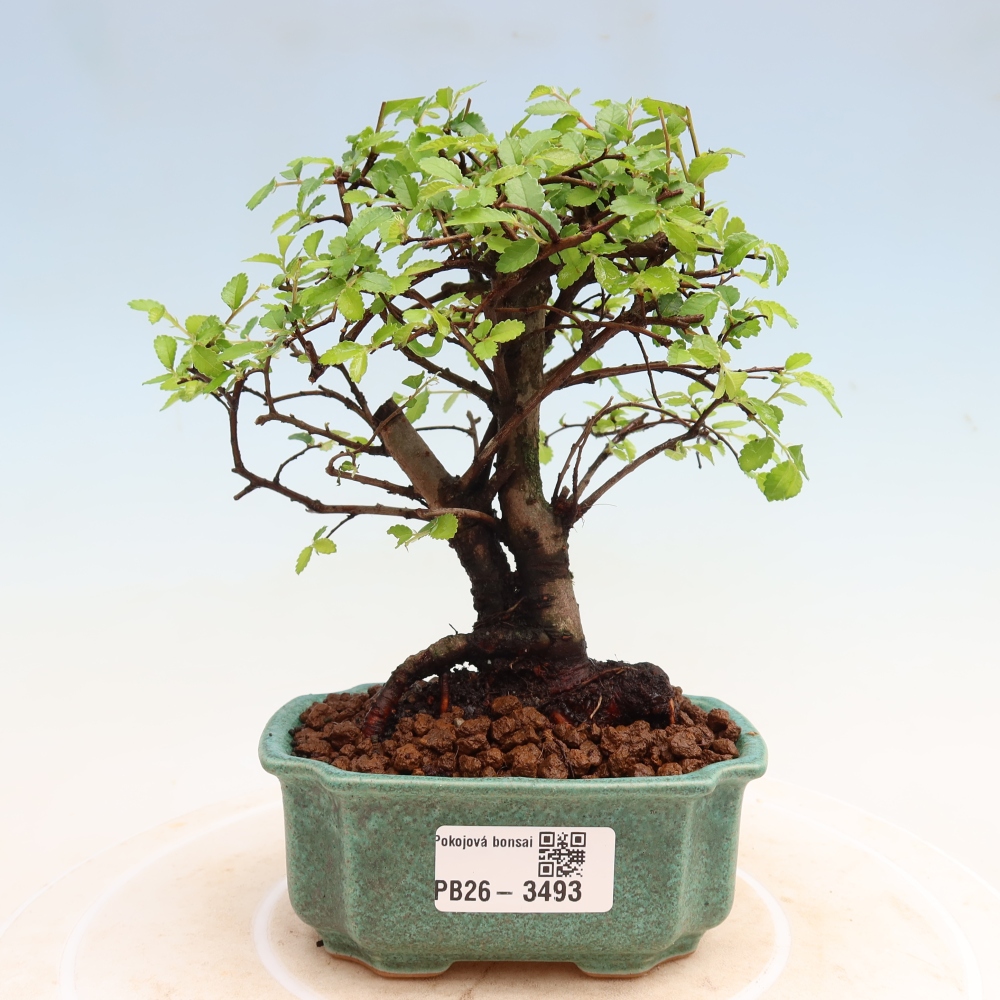 Room bonsai - Ulmus parvifolia - Small-leaved elm