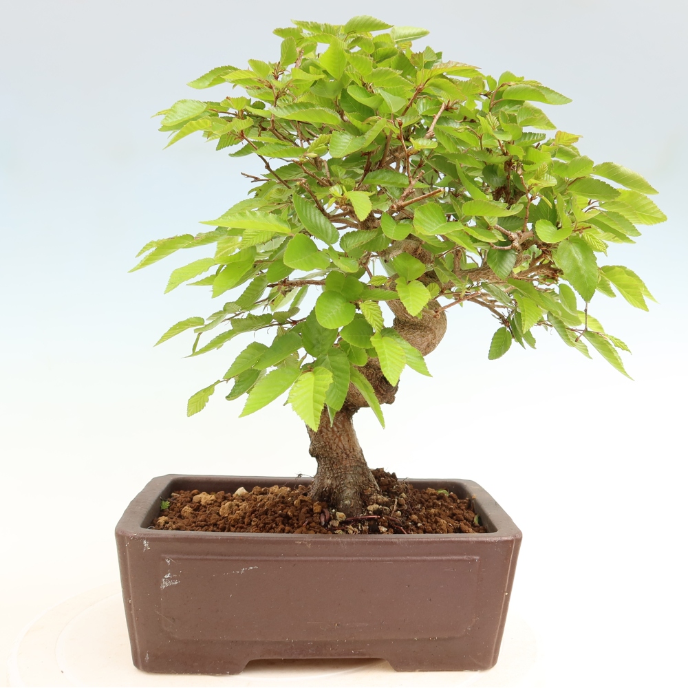 Outdoor bonsai -Carpinus coreana - Korean Hornbeam