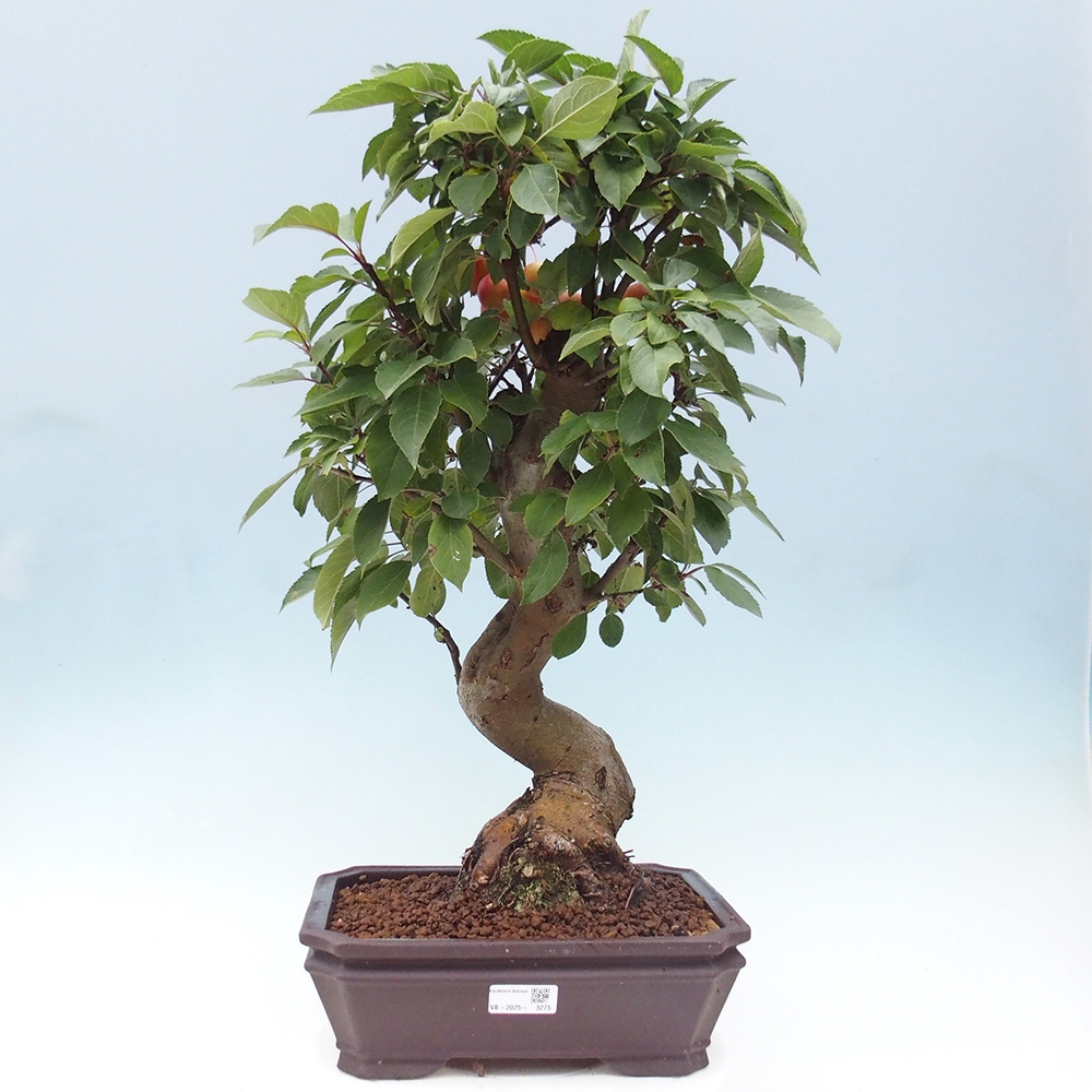 Outdoor bonsai - Malus halliana - Small-fruited apple tree