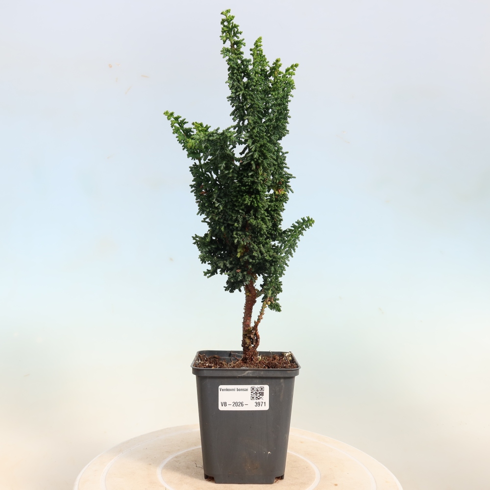 Outdoor bonsai - Cham. obtusa SEKKA HINOKI - Cypress