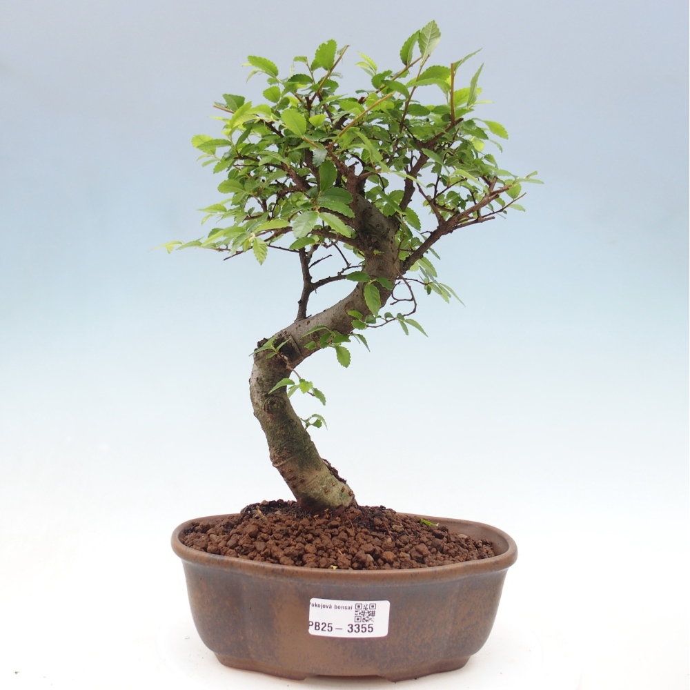 Room bonsai - Ulmus parvifolia - Small-leaved elm