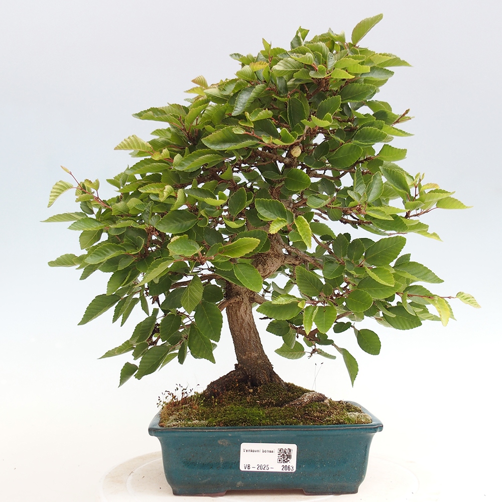 Outdoor bonsai - Carpinus Coreana - Korean hornbeam