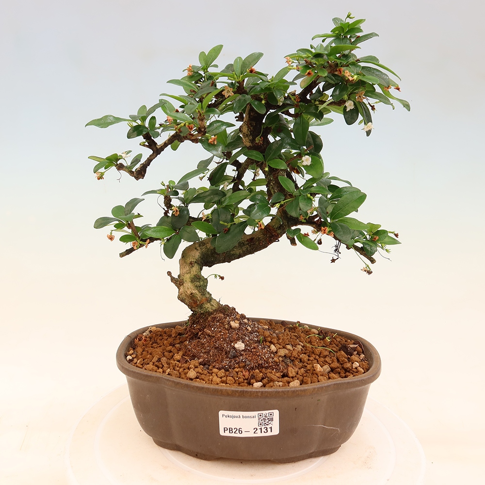 Room bonsai - Carmona macrophylla - Tea fuki