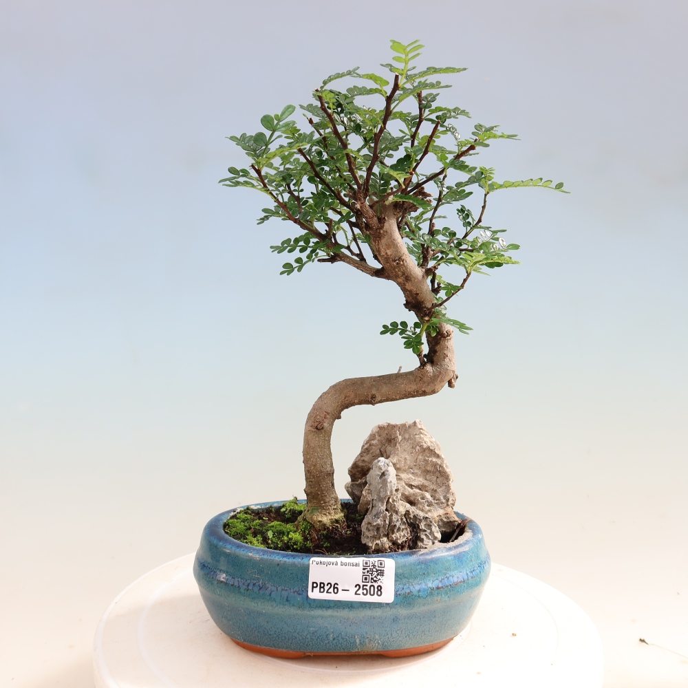 Room bonsai - Zantoxylum piperitum - pepper tree