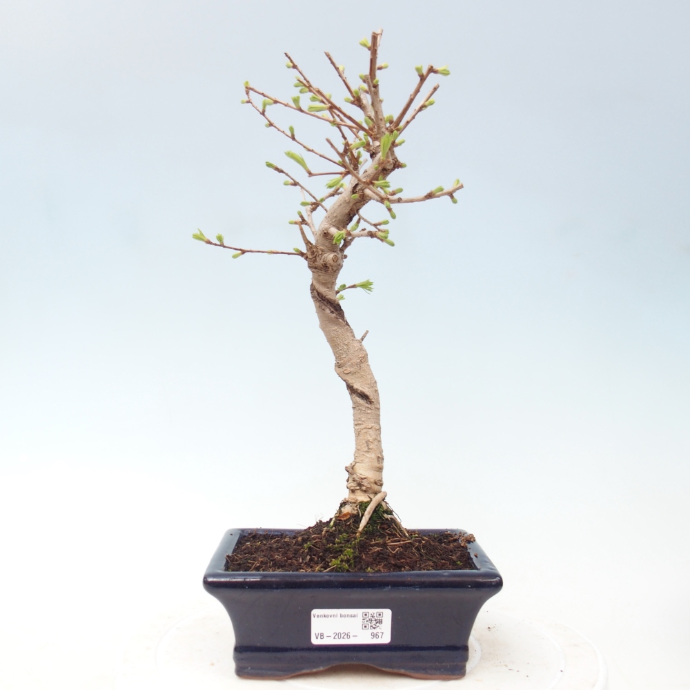 Outdoor bonsai -Pseudolarix amabis-Pseudolarix amabis
