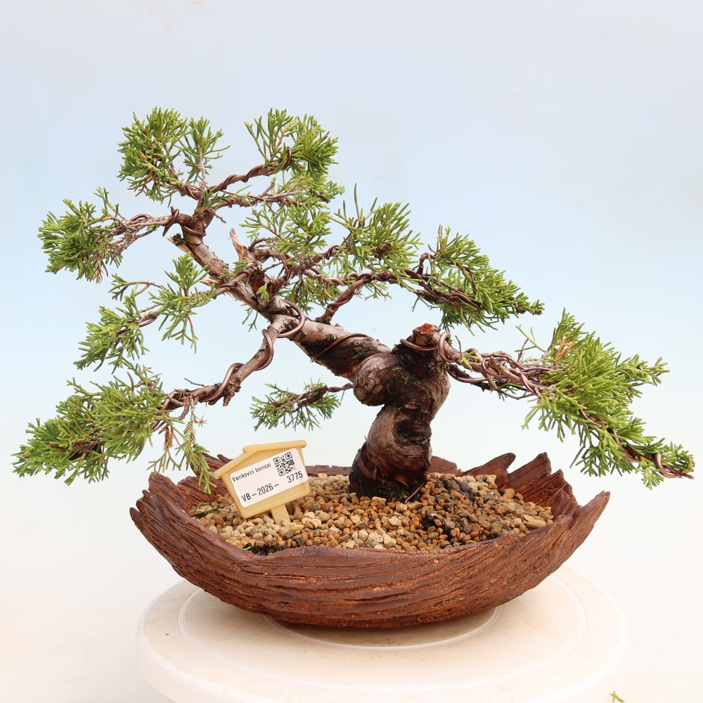 Outdoor Bonsai - Juniperus chinensis Itoigawa - Chinese Juniper