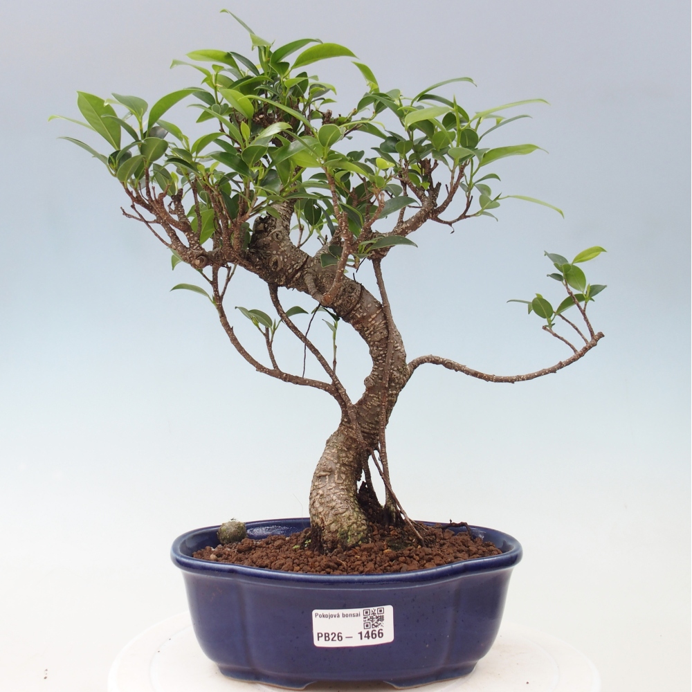Room bonsai - Ficus retusa - small-leaved ficus