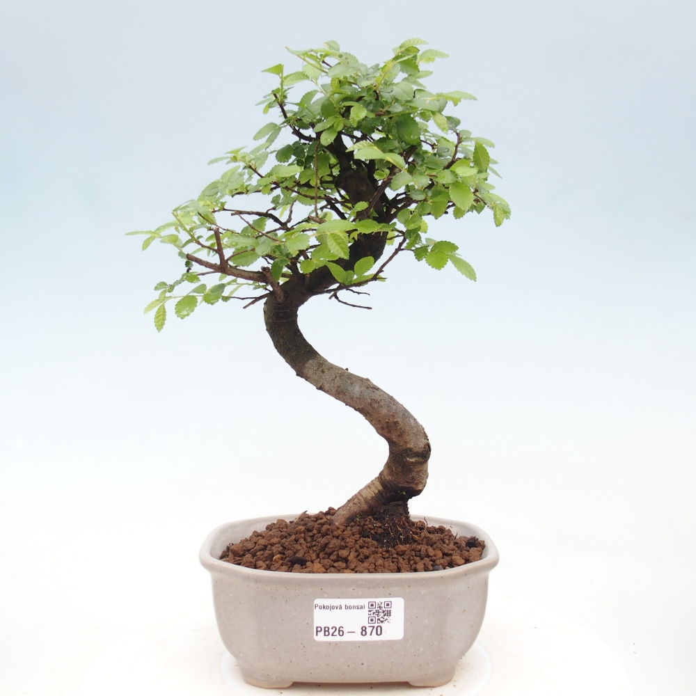 Room bonsai - Ulmus parvifolia - Small-leaved elm