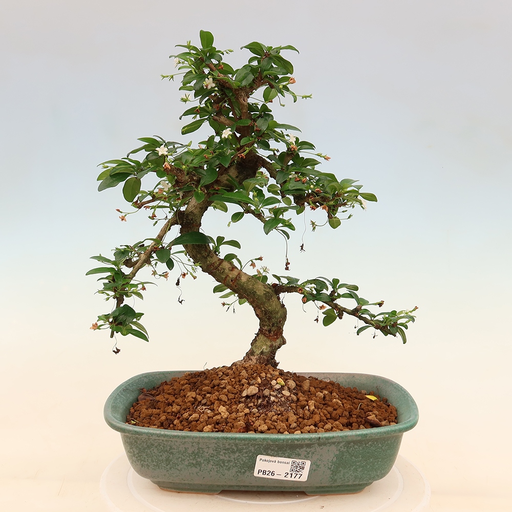 Room bonsai - Carmona macrophylla - Tea fuki