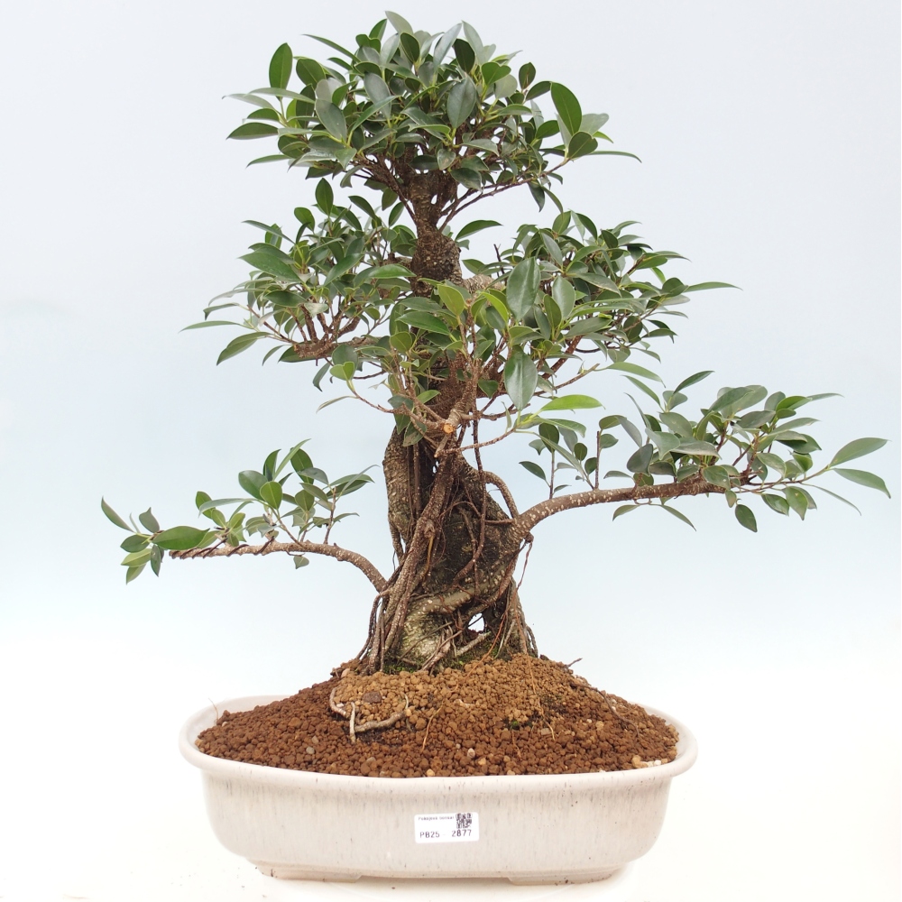 Room bonsai - Ficus kimmen - small-leaved ficus - PERSONAL COLLECTION ONLY or pallet transport
