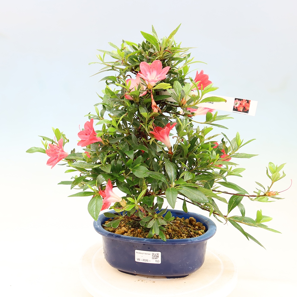 Outdoor bonsai - Japanese Azalea - Azalea Beniko