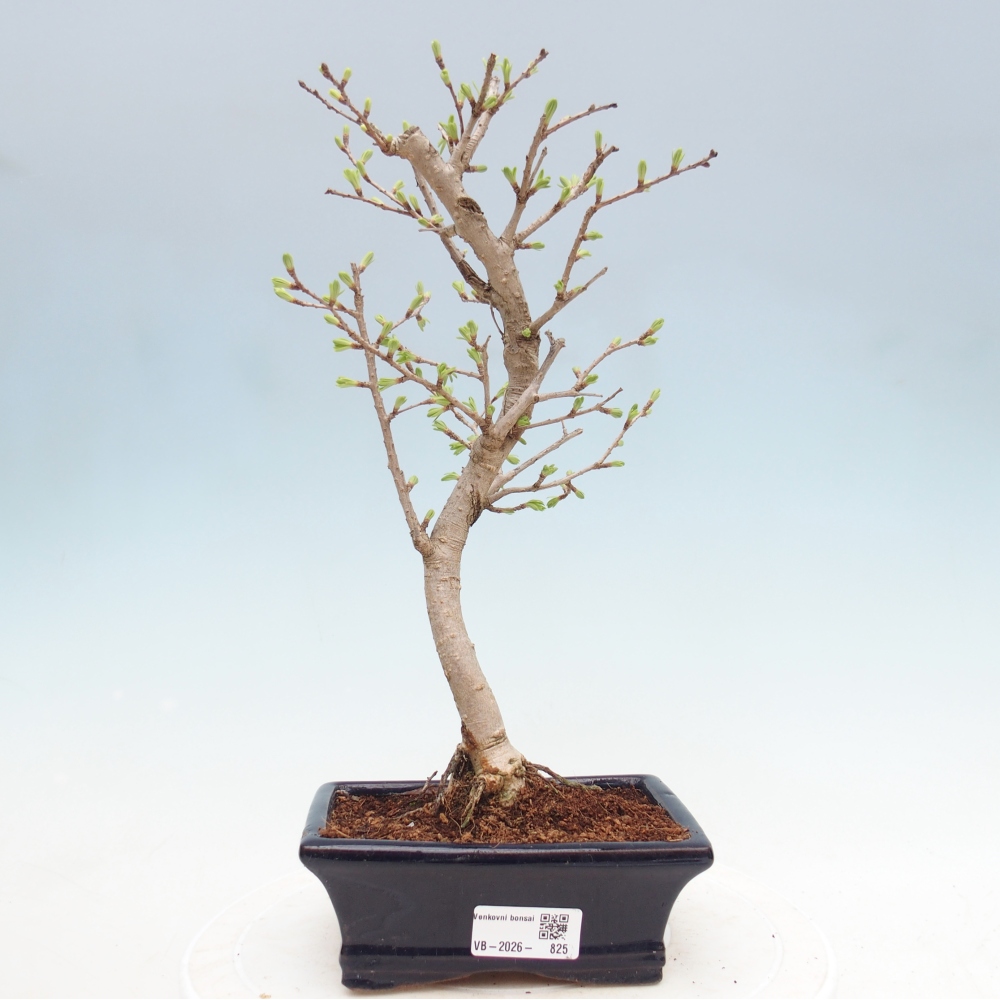 Outdoor bonsai -Pseudolarix amabis-Pseudolarix amabis