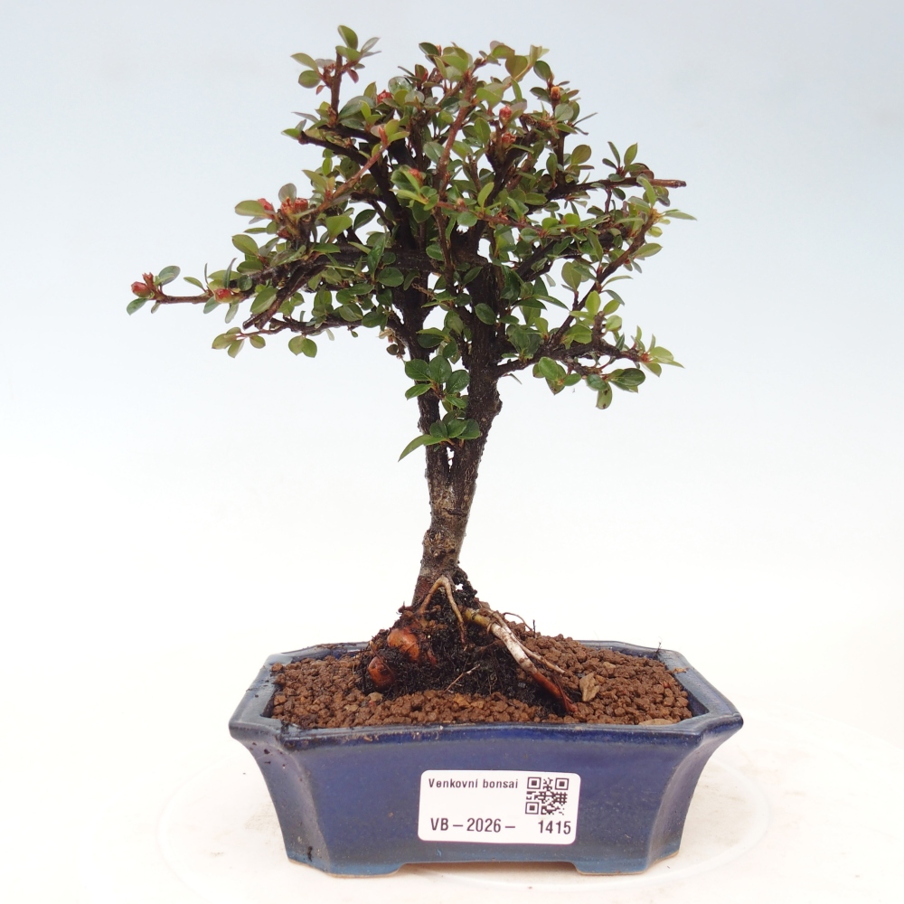 Outdoor bonsai - Cotoneaster horizontalis - Rocky Mountain