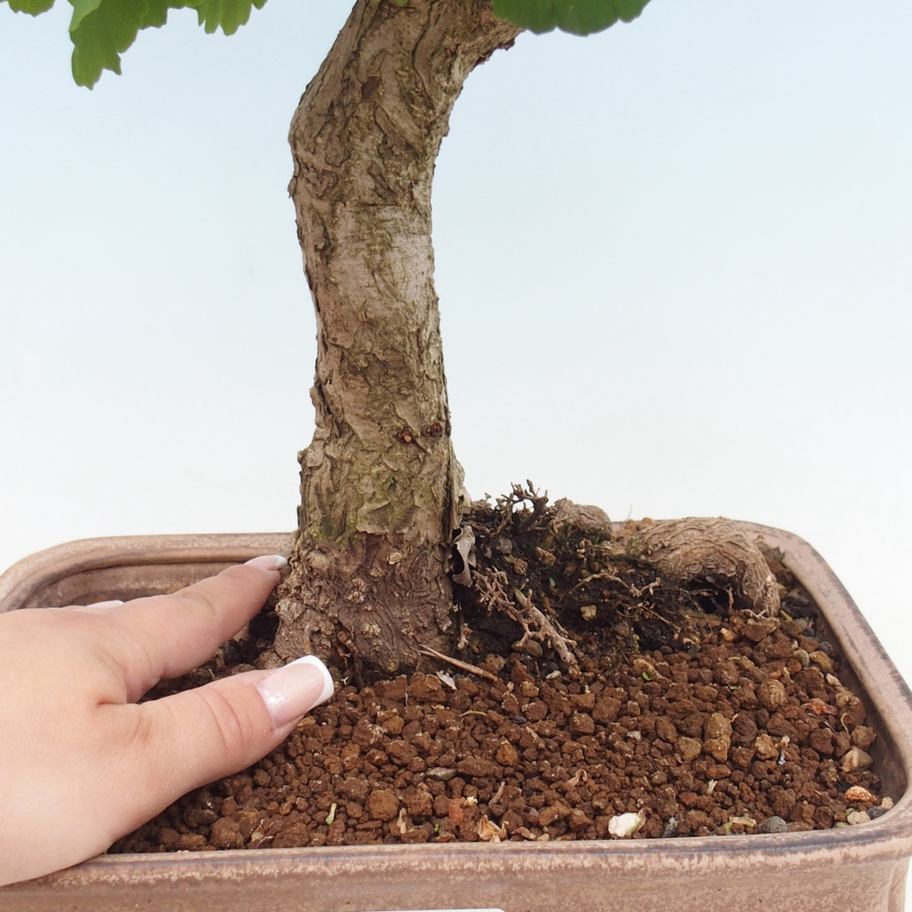 Outdoor bonsai - Ginkgo biloba - Ginkgo biloba