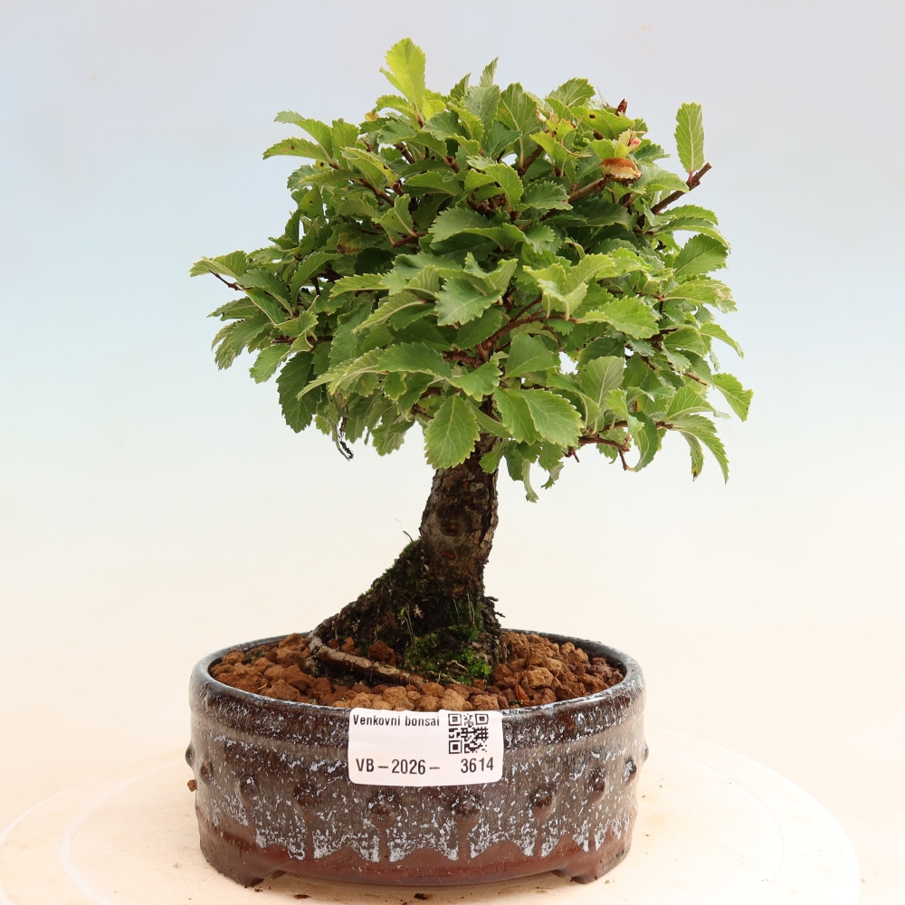 Outdoor bonsai - Zelkova - Zelkova NIRE