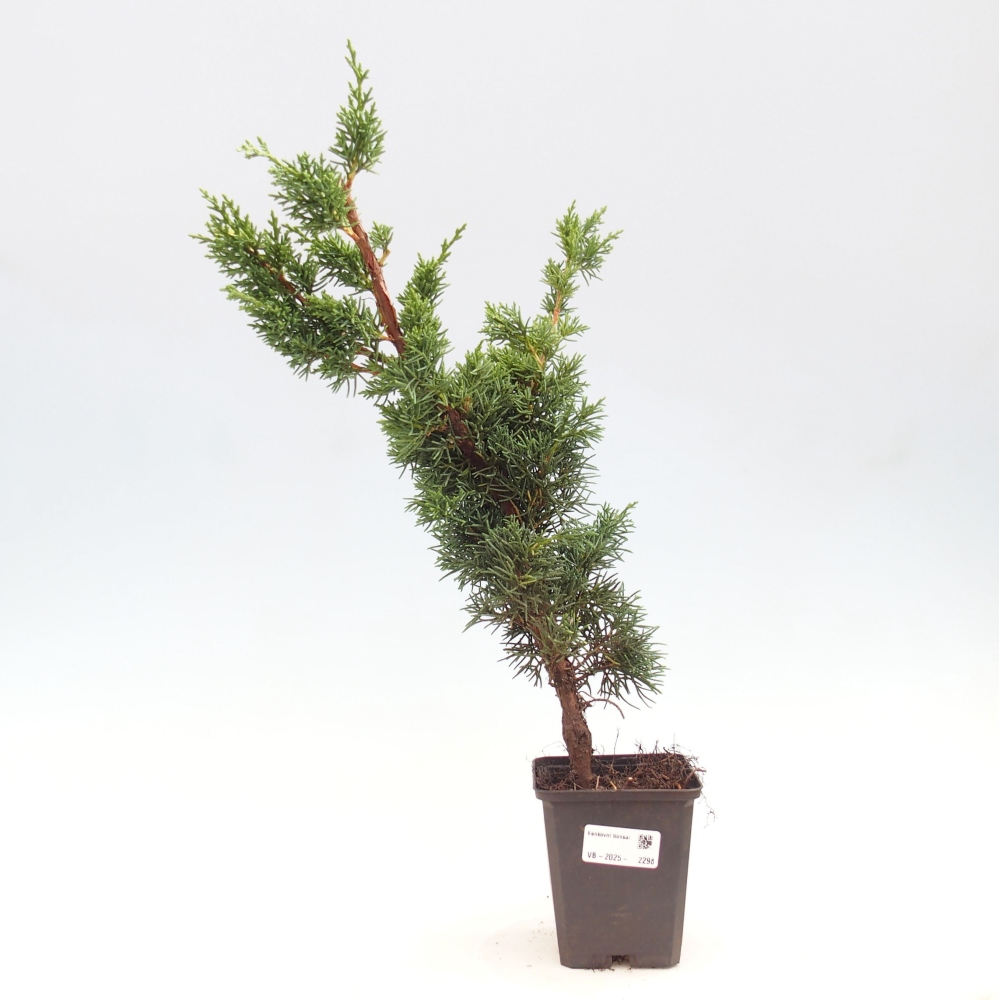 Outdoor bonsai - Juniperus chinensis Kishu - Chinese juniper