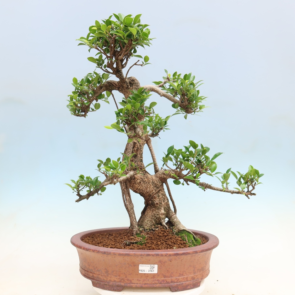 Room bonsai - Ficus kimmen - small-leaved ficus