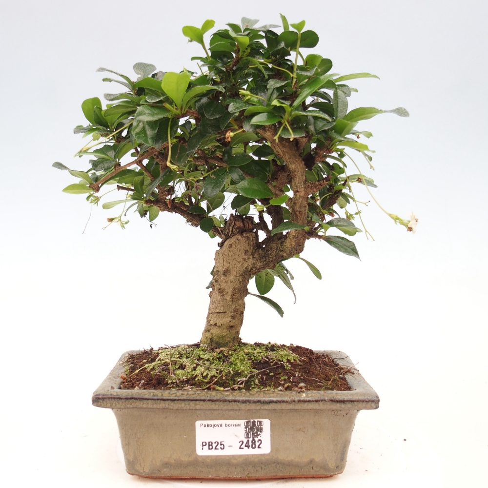 Indoor bonsai - Carmona macrophylla - Fuki tea