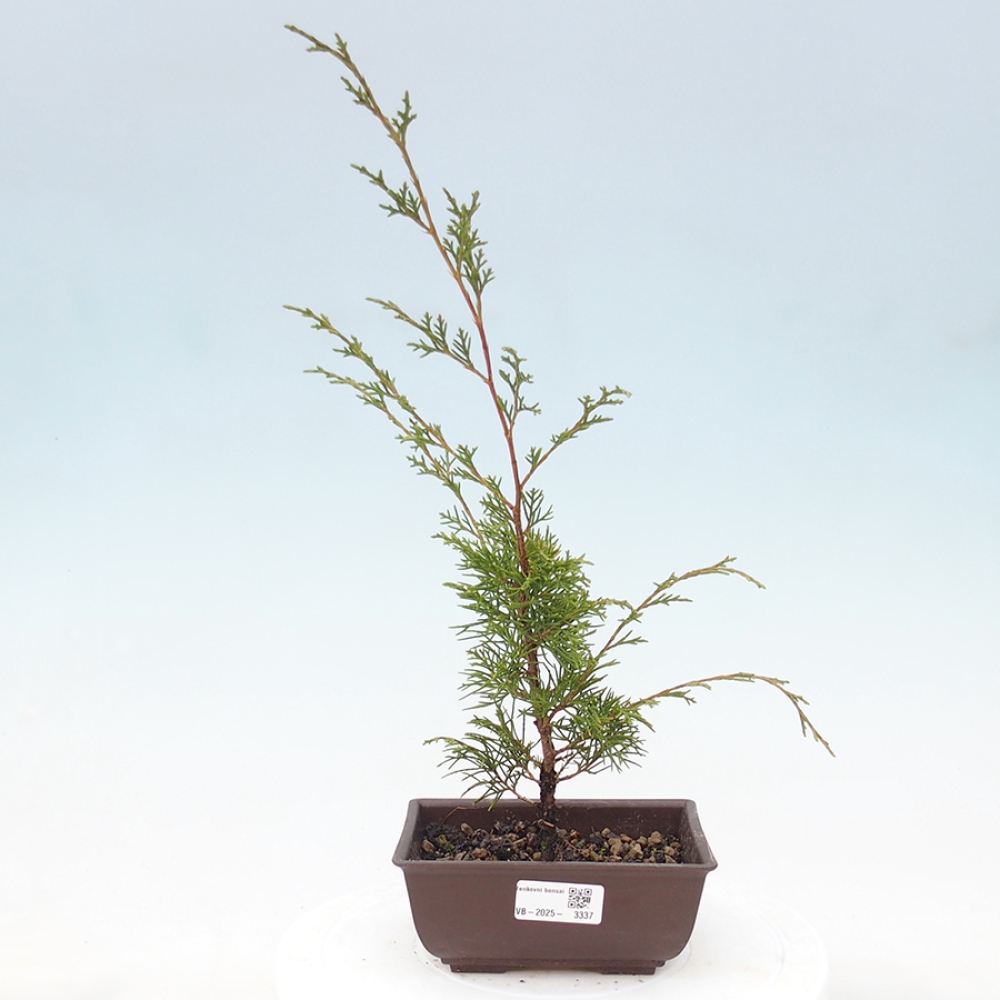 Outdoor bonsai - Juniperus chinensis Itoigawa - Chinese juniper