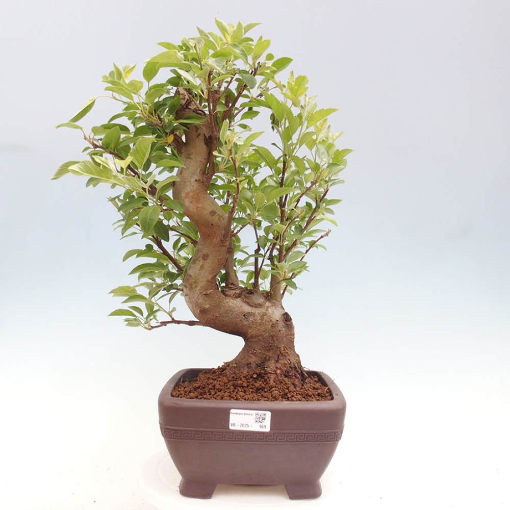 Outdoor bonsai - Malus halliana - Small-fruited apple tree