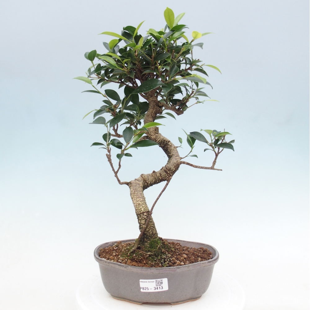 Room bonsai - Ficus retusa - small-leaved ficus