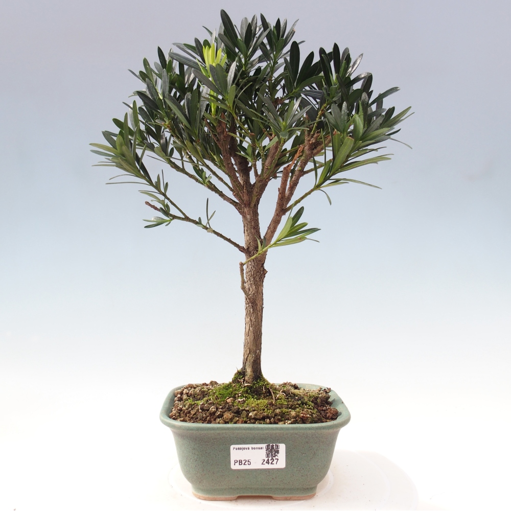 Indoor bonsai - Podocarpus - Stone thous