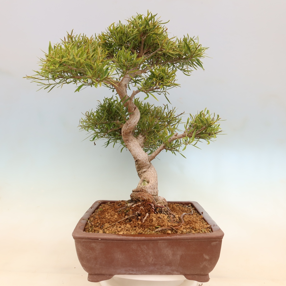 Room bonsai - Ficus nerifolia - small-leaved ficus
