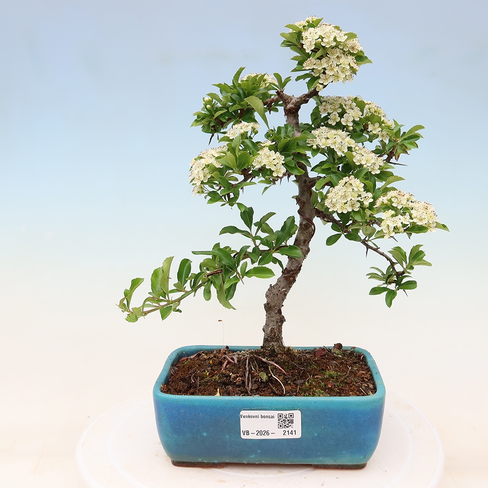 Outdoor Bonsai - Pyracantha teton - Scarlet Firethorn