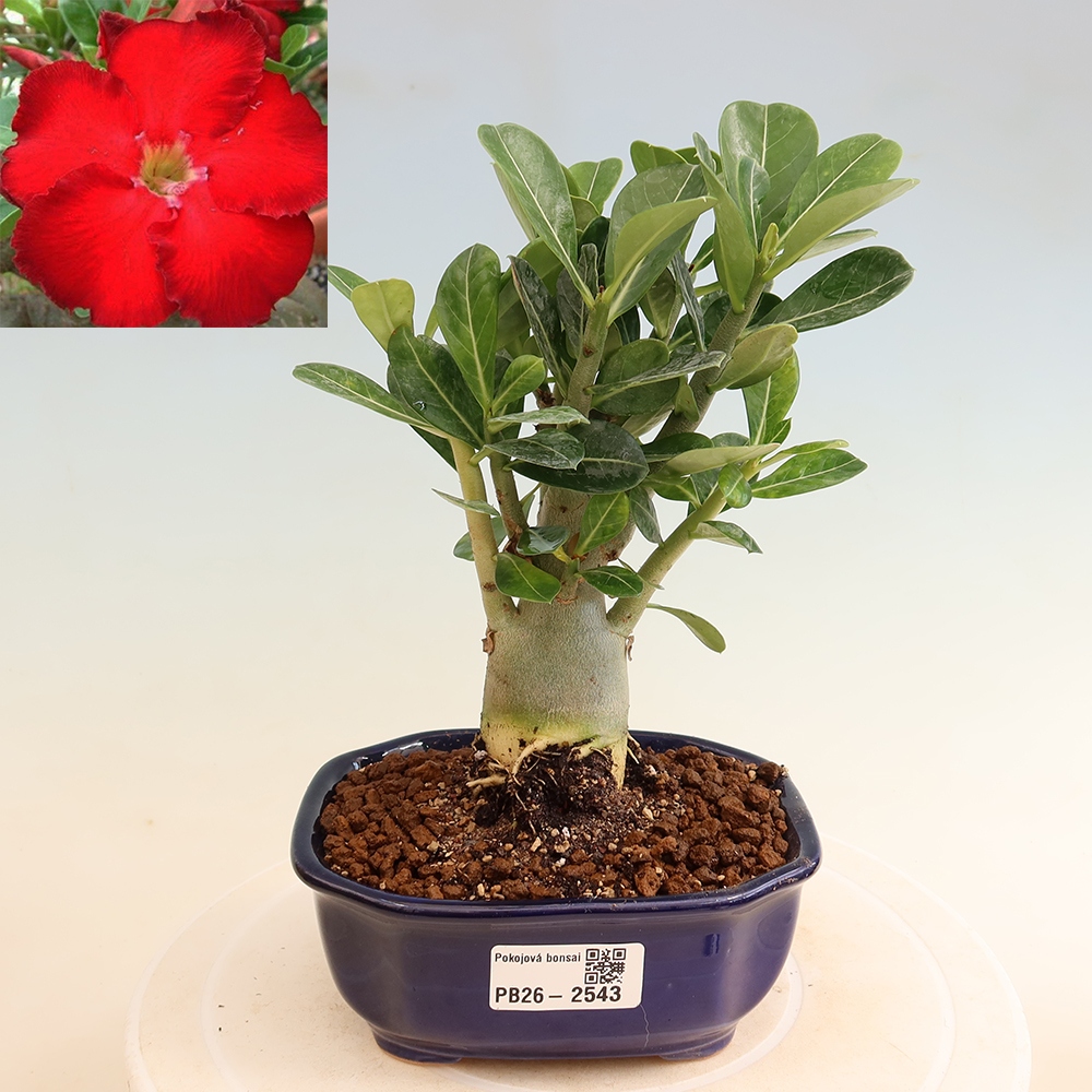 Indoor Bonsai - Adenium obesum Red Star - Desert Rose