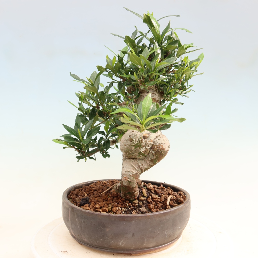 Indoor Bonsai - Gardenia jasminoides - Gardenia