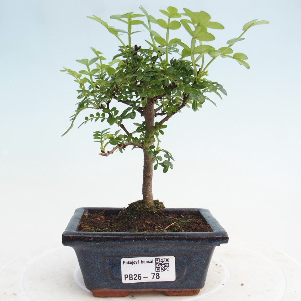 Room bonsai - Zantoxylum piperitum - pepper tree