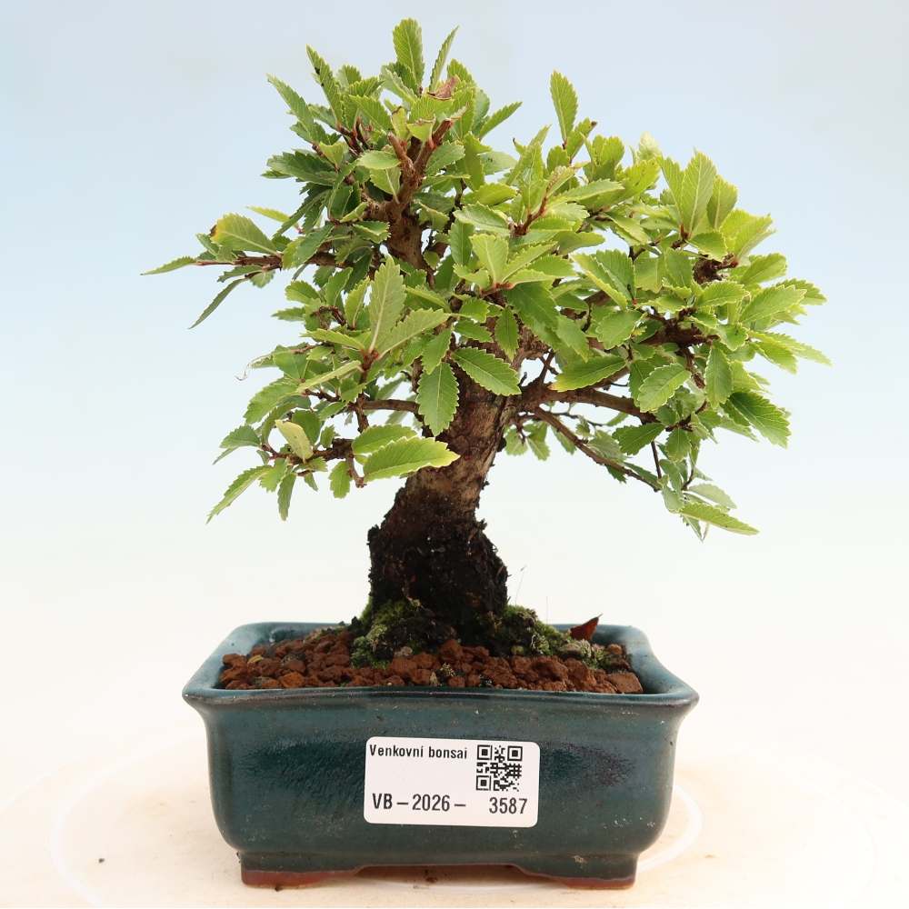 Outdoor bonsai - Zelkova - Zelkova NIRE