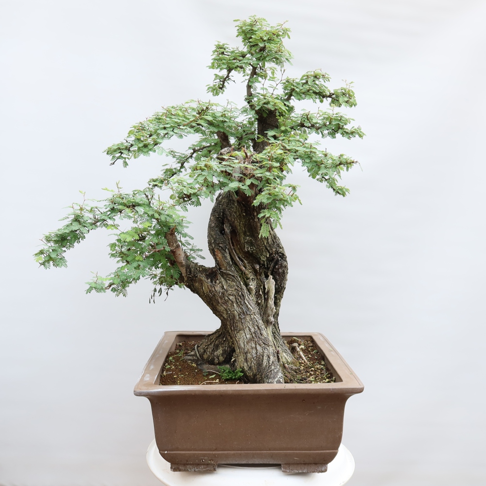 Indoor Bonsai - Acacia Arabica