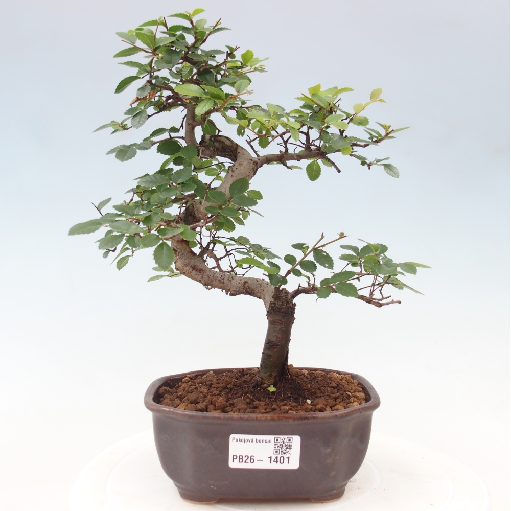 Room bonsai - Ulmus parvifolia - Small-leaved elm