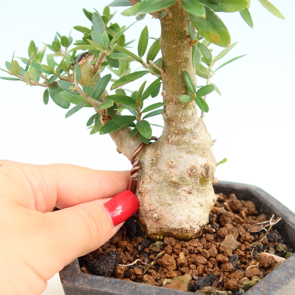 Indoor bonsai - Olea europaea sylvestris