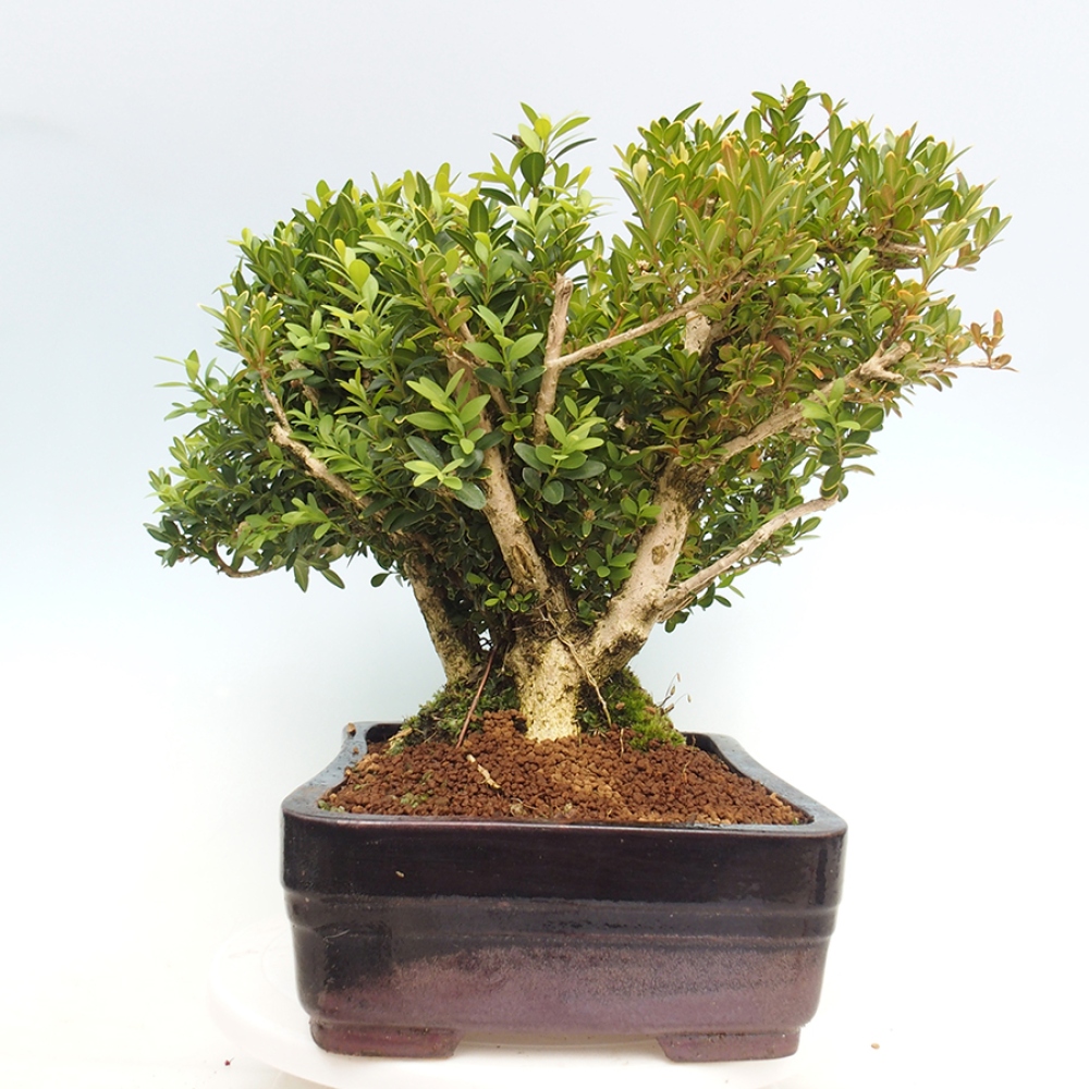 Outdoor bonsai - Buxus sempervirens - boxwood