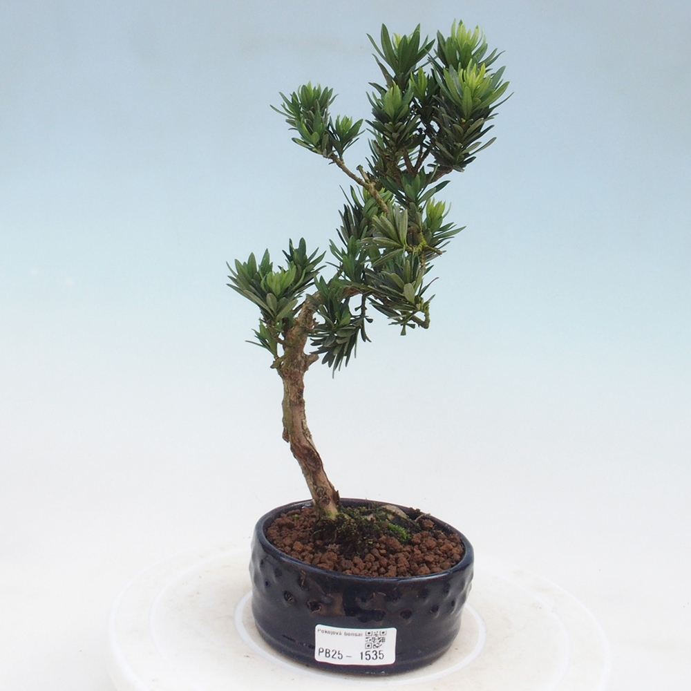 Indoor bonsai - Podocarpus - Stone thous