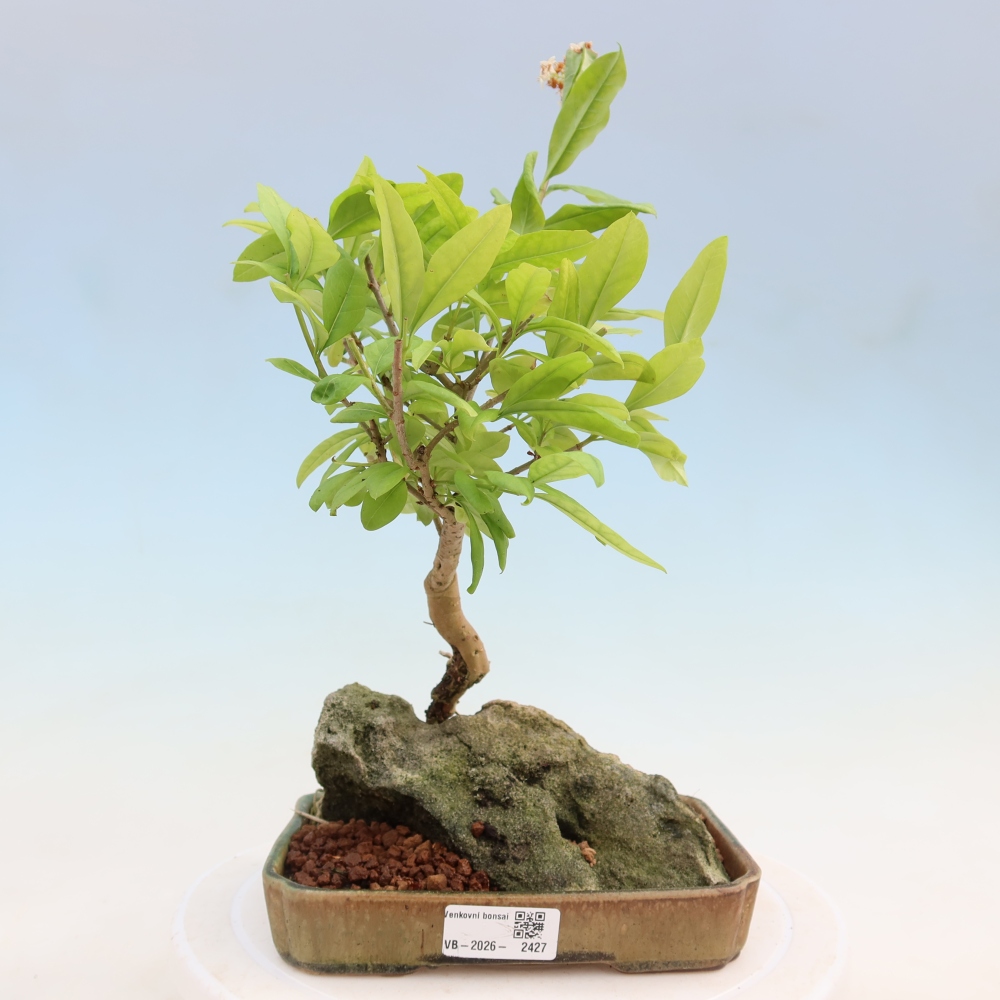 Outdoor bonsai - Ligustrum vulgare - Birds Beak
