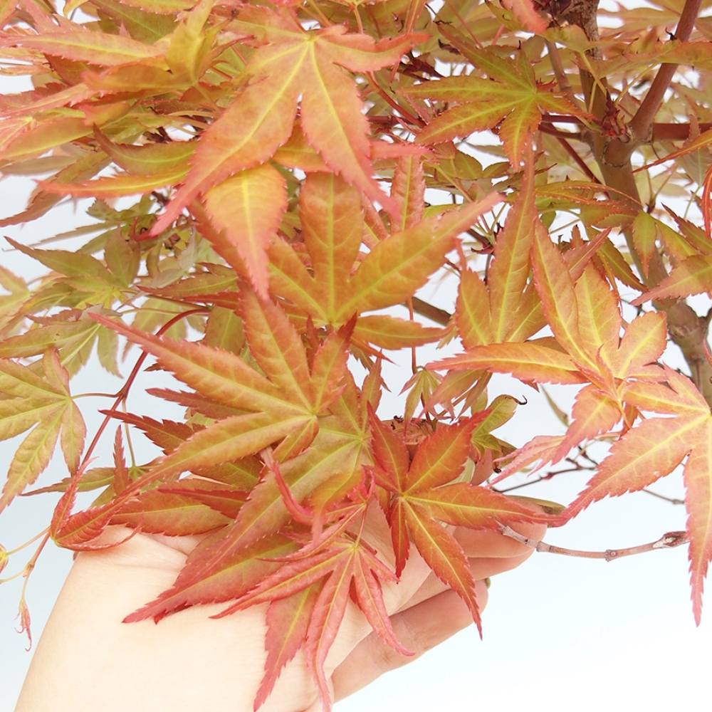 Outdoor bonsai - Acer palmatum Beni Tsukasa in container