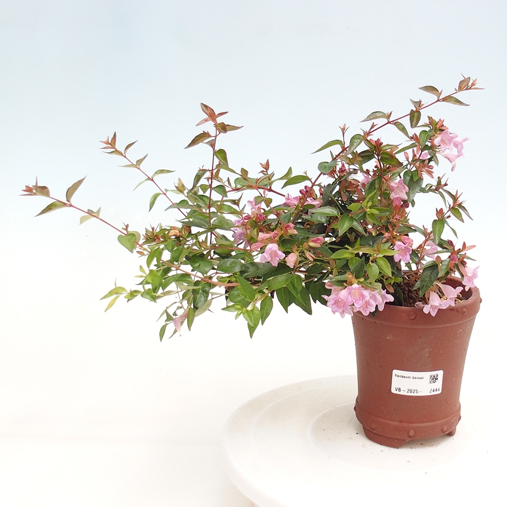 Outdoor bonsai - Abelia Grandiflora - Abelia grandiflora