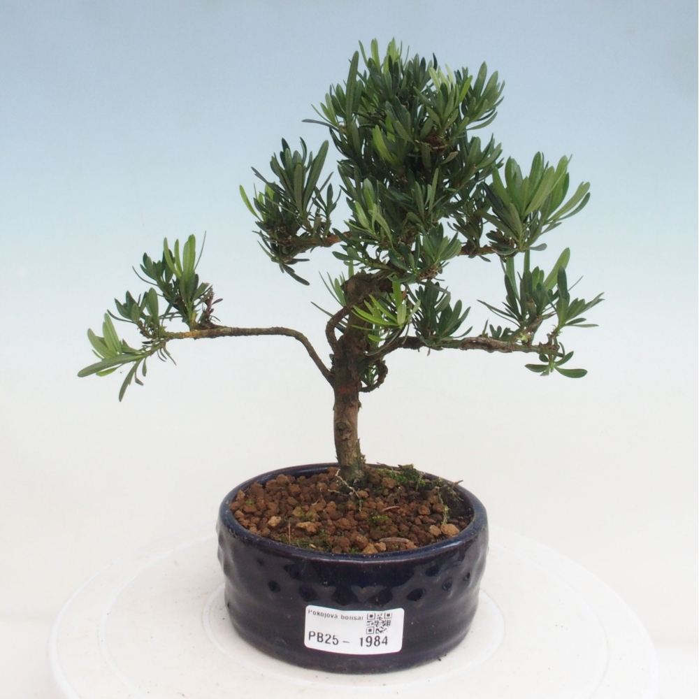 Indoor bonsai - Podocarpus - Stone thous