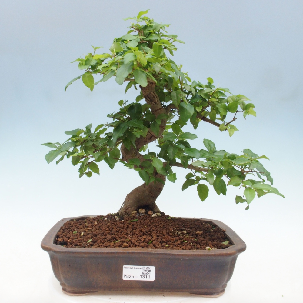 Indoor bonsai - Ligustrum chinensis - Bird's eye view