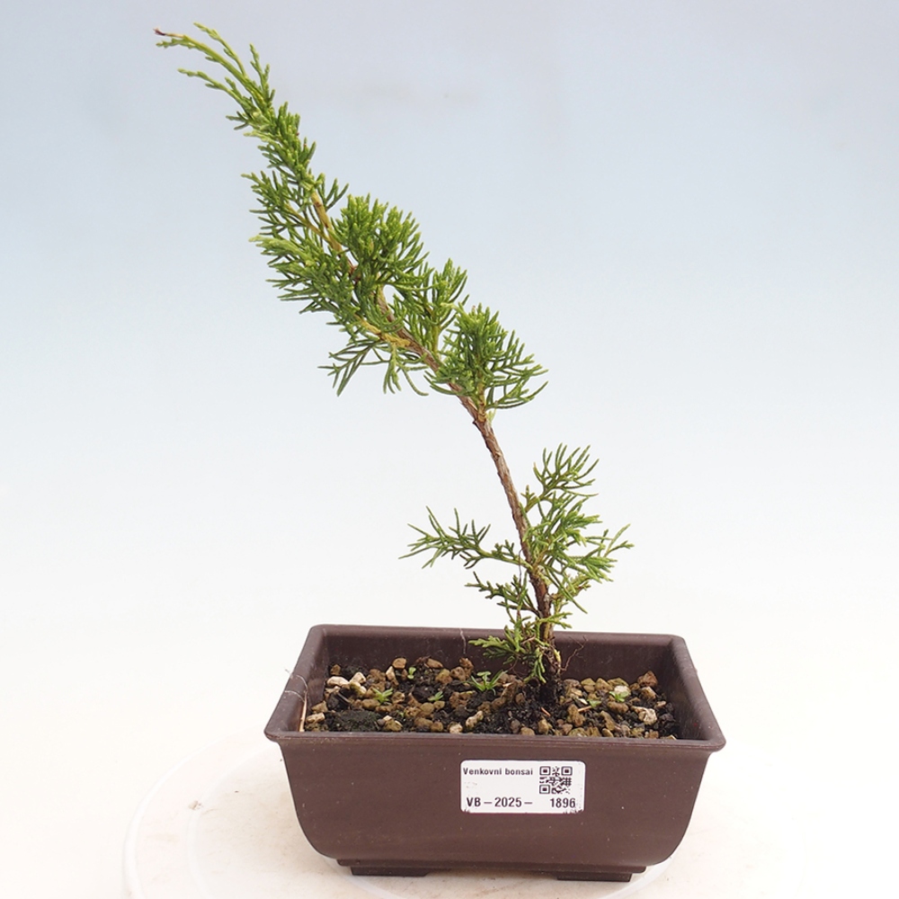 Outdoor bonsai - Juniperus chinensis Itoigawa - Chinese juniper