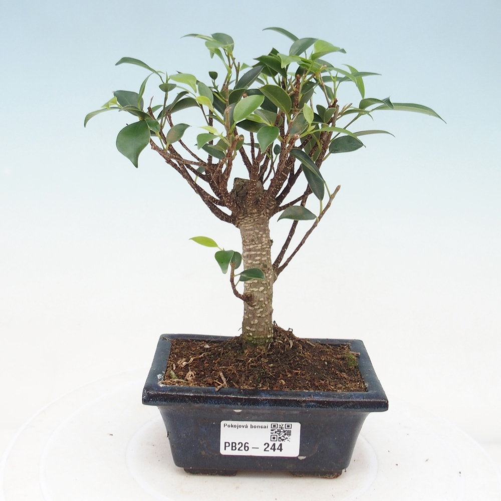 Room bonsai Ficus retusa kimmen