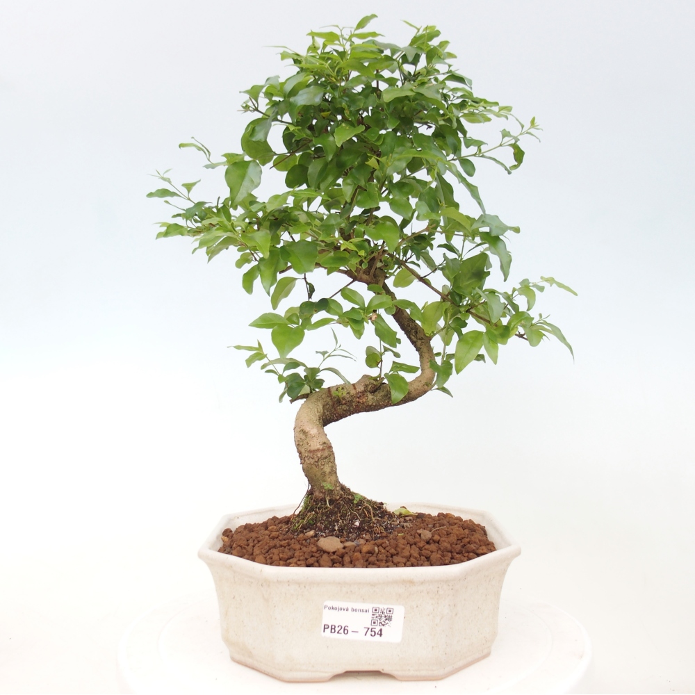Indoor bonsai -Ligustrum chinensis - Bird's beak