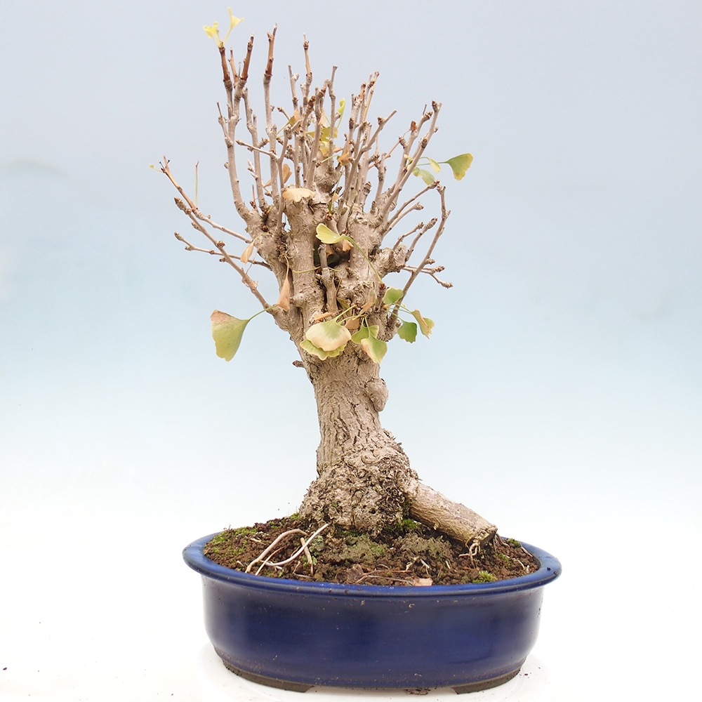 Outdoor bonsai - Ginkgo biloba
