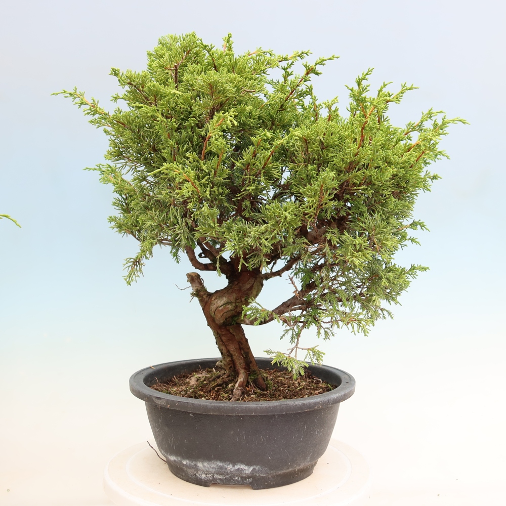 Outdoor Bonsai - Juniperus chinensis Itoigawa - Chinese Juniper